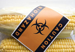 UE odrzuca tezy francuskich naukowców o żywności GMO UE odrzuca tezy francuskich naukowców o żywności GMO